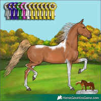 Horse Color:Chestnut Tobiano