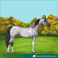 Horse Color:Grullo Roan Tobiano 