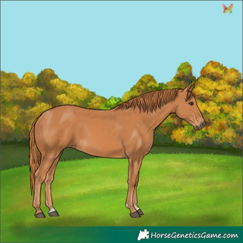 Horse Color:Chestnut 