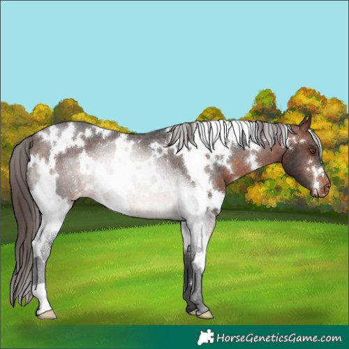 Horse Color:White Spotted Brown Appaloosa 