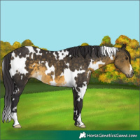 Horse Color:White Spotted Buckskin 