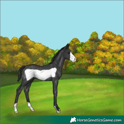Horse Color:Black Frame Rabicano 