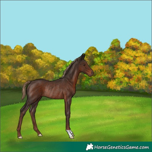 Horse Color:Liver Chestnut Rabicano 