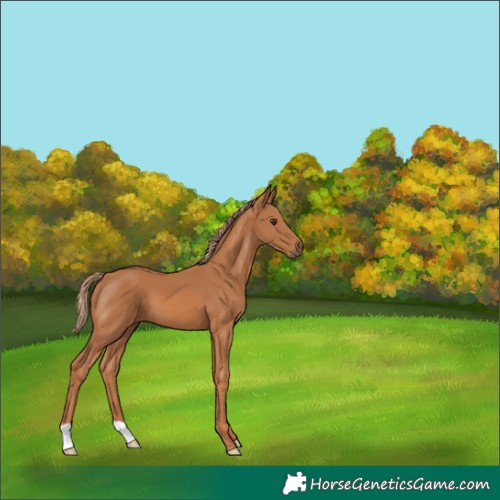Horse Color:Chestnut 