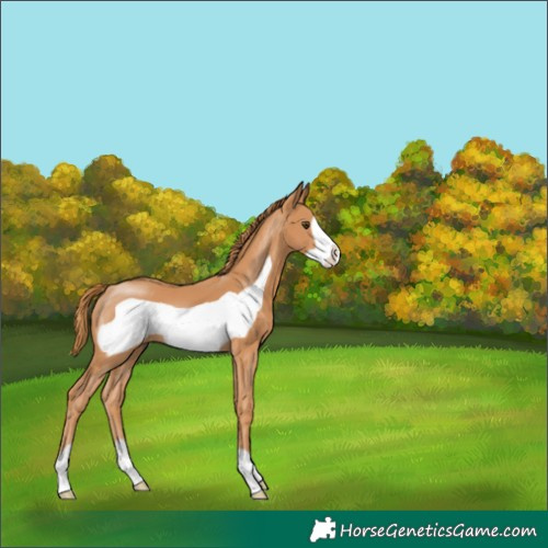 Horse Color:Chestnut Frame 