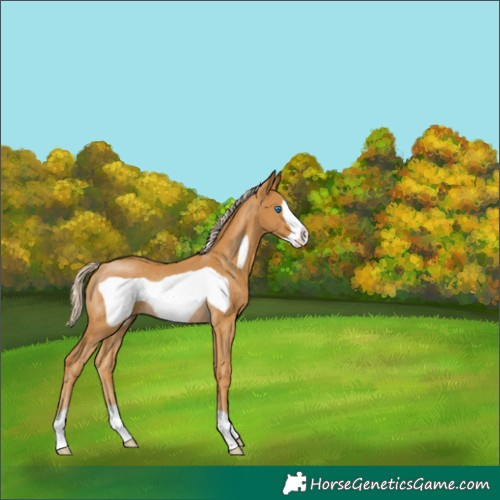 Horse Color:Palomino Frame Rabicano 