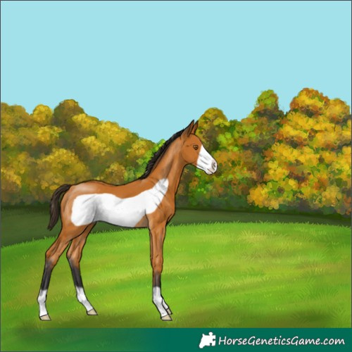Horse Color:Buckskin Frame 