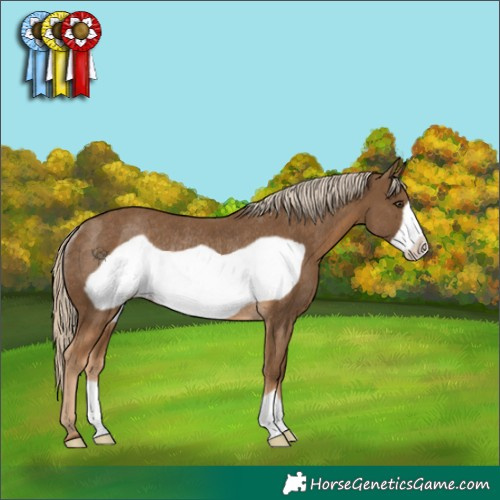 Horse Color:Chocolate Palomino Frame Rabicano 