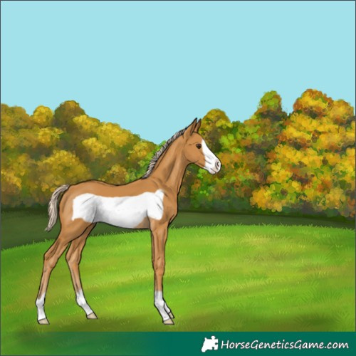 Horse Color:Palomino Frame 