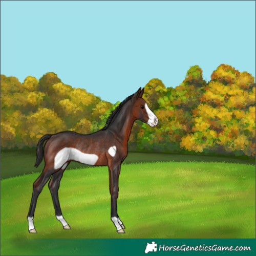 Horse Color:Brown Frame Rabicano 