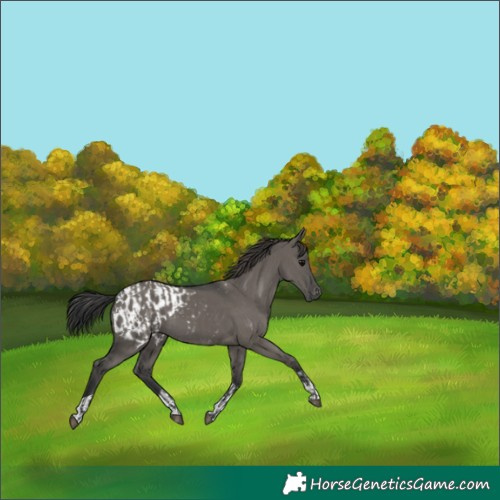 Horse Color:Grullo  and Grullo Appaloosa 