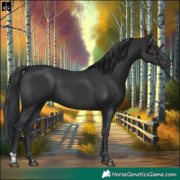 Horse Color:Black  and Black 