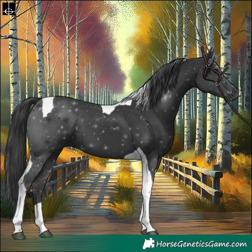 Horse Color:Black Tobiano 
