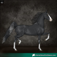Horse Color:Black Splash Rabicano  and Black Splash Rabicano 