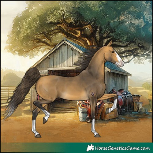 Horse Color:Buckskin Splash 