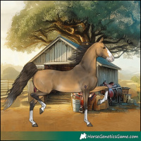 Horse Color:Buckskin Splash 