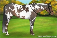 Horse Color:White Spotted Liver Chestnut 