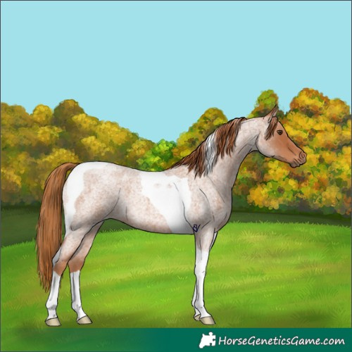 Horse Color:Red Roan Tobiano 