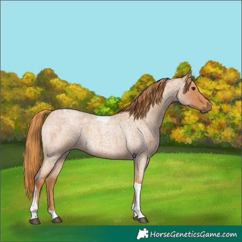 Horse Color:Red Roan Tobiano