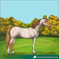 Horse Color:Red Roan Tobiano