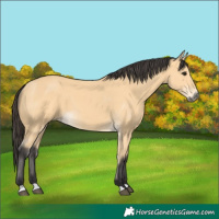 Horse Color:Buckskin 