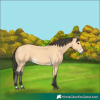 Horse Color:Buckskin 