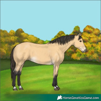 Horse Color:Buckskin 