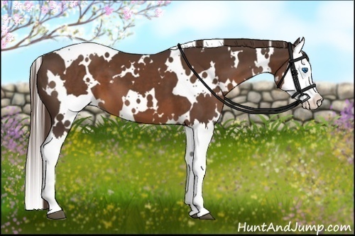 Horse Color:White Spotted Liver Chestnut Splash