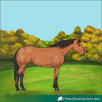 Horse Color:Bay 