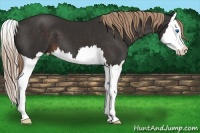 Horse Color:Liver Chestnut Splash 