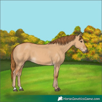 Horse Color:Red Dun 
