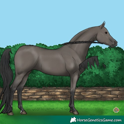 Horse Color:Grullo  and Grullo 