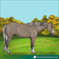 Horse Color:Grullo  and Silver Grullo 