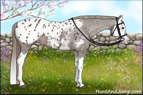 Horse Color:Liver Chestnut Splash Appaloosa 