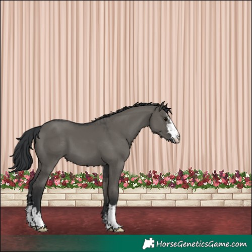 Horse Color:Grullo  and Grullo 