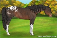 Horse Color:Liver Chestnut Appaloosa 