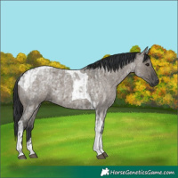 Horse Color:Grullo Roan Tobiano  and Grullo Roan Tobiano 