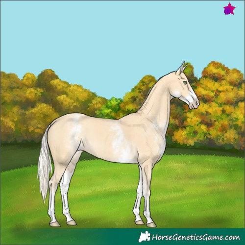 Horse Color:White Spotted Gold Cream Champagne 