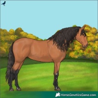 Horse Color:Bay 