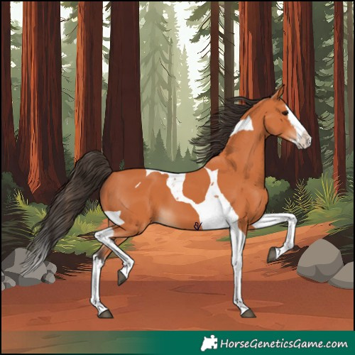 Horse Color:Bay Splash Tobiano