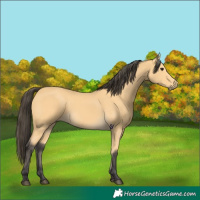 Horse Color:Buckskin 