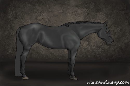 Horse Color:Liver Chestnut Frame 
