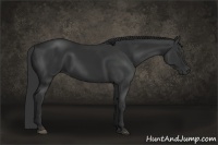 Horse Color:Liver Chestnut Frame