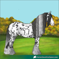Horse Color:Black Splash Frame Appaloosa 