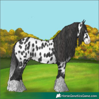 Horse Color:Black Splash Near Leopard 