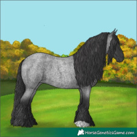 Horse Color:Blue Roan 