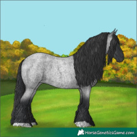 Horse Color:Blue Roan 
