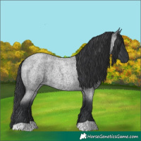 Horse Color:Blue Roan 