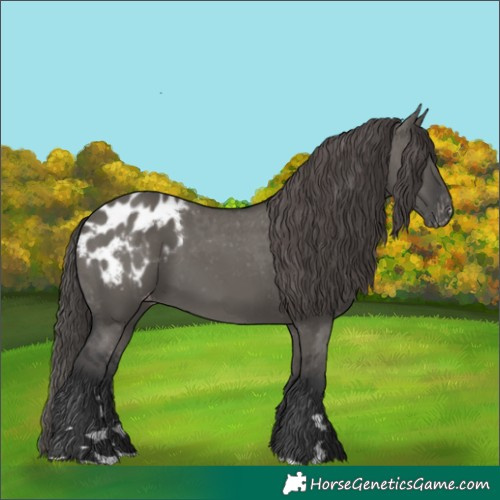 Horse Color:Grullo Appaloosa 
