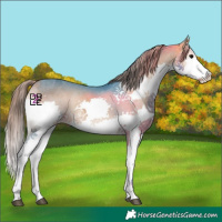Horse Color:Watercolor Buckskin Onyx Splash Tobiano Varnish